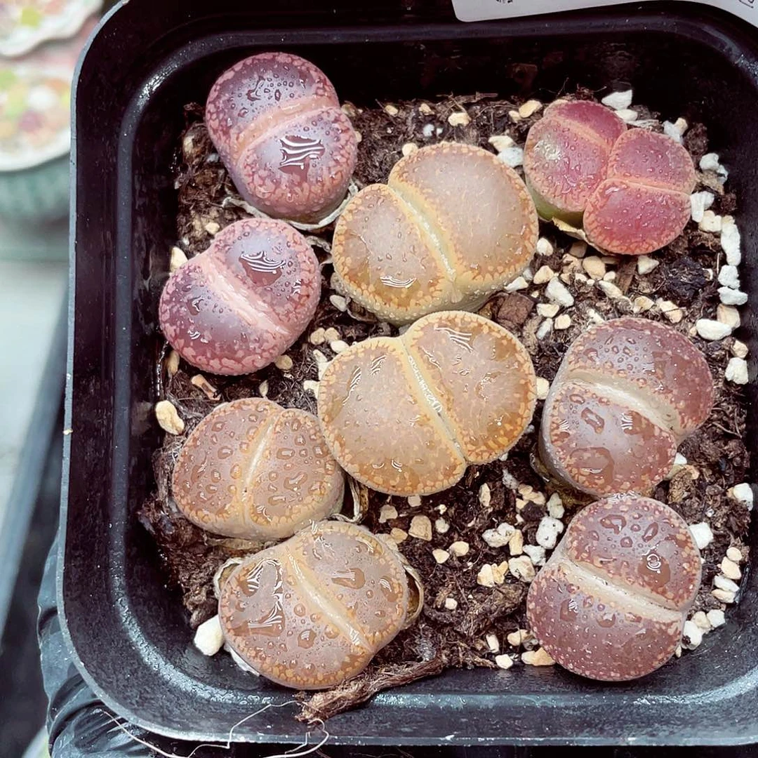 生石花满18包邮0927-171