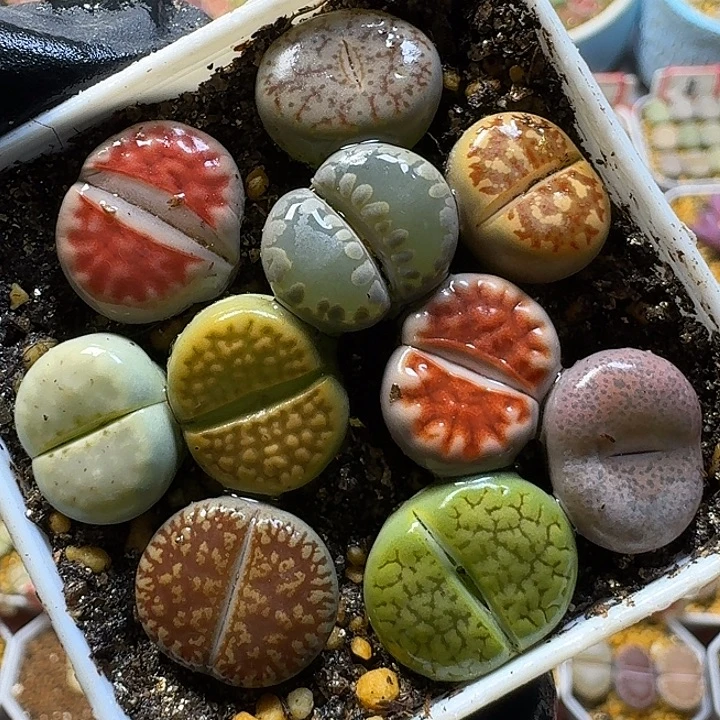 生石花1111112。  182