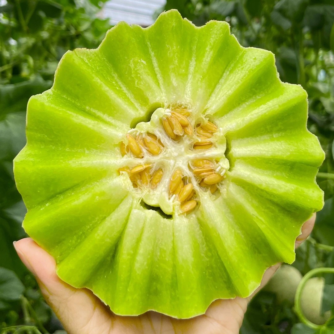 【源头直发】山东冰淇淋玉菇甜瓜 净重3-9斤  软糯香甜 产地直发