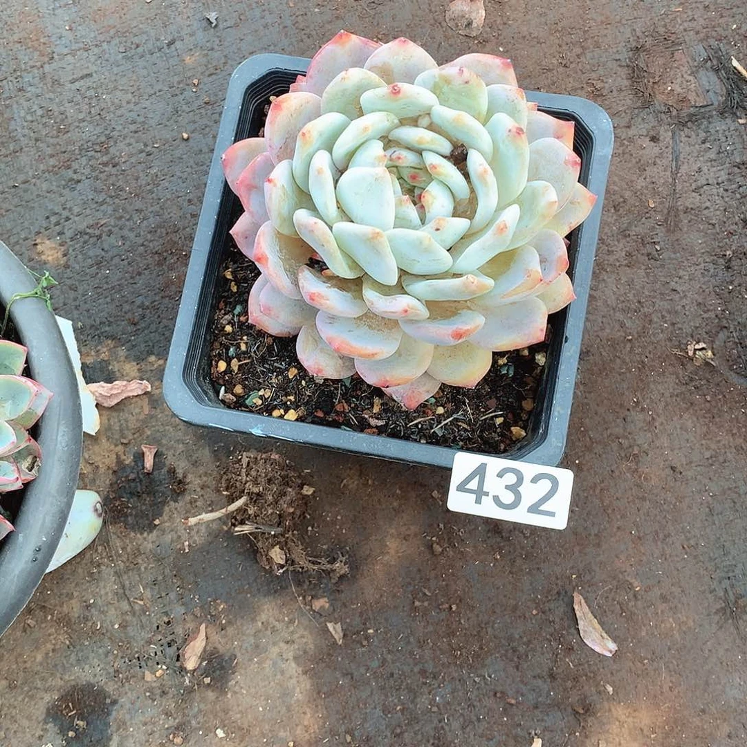 432橙子 一物一拍多肉