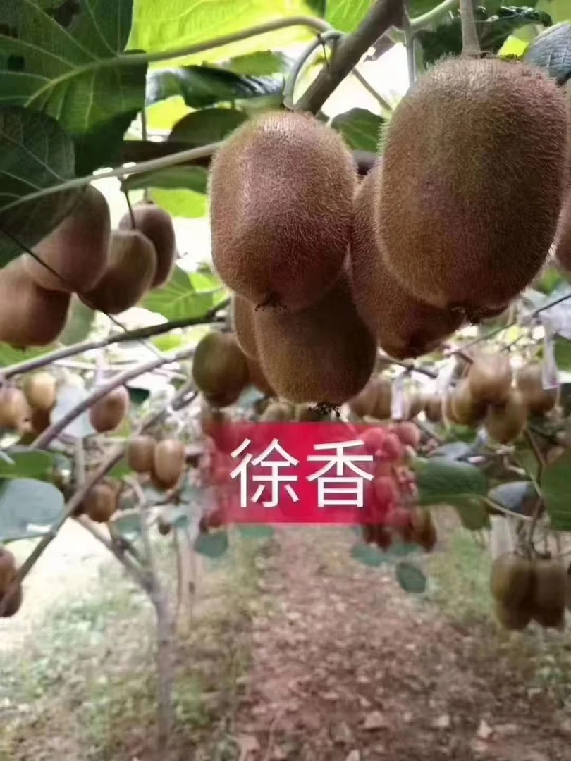 陕西西安周至徐香弥猴桃当季新鲜水果整箱包装 5.3斤装和9.6斤装