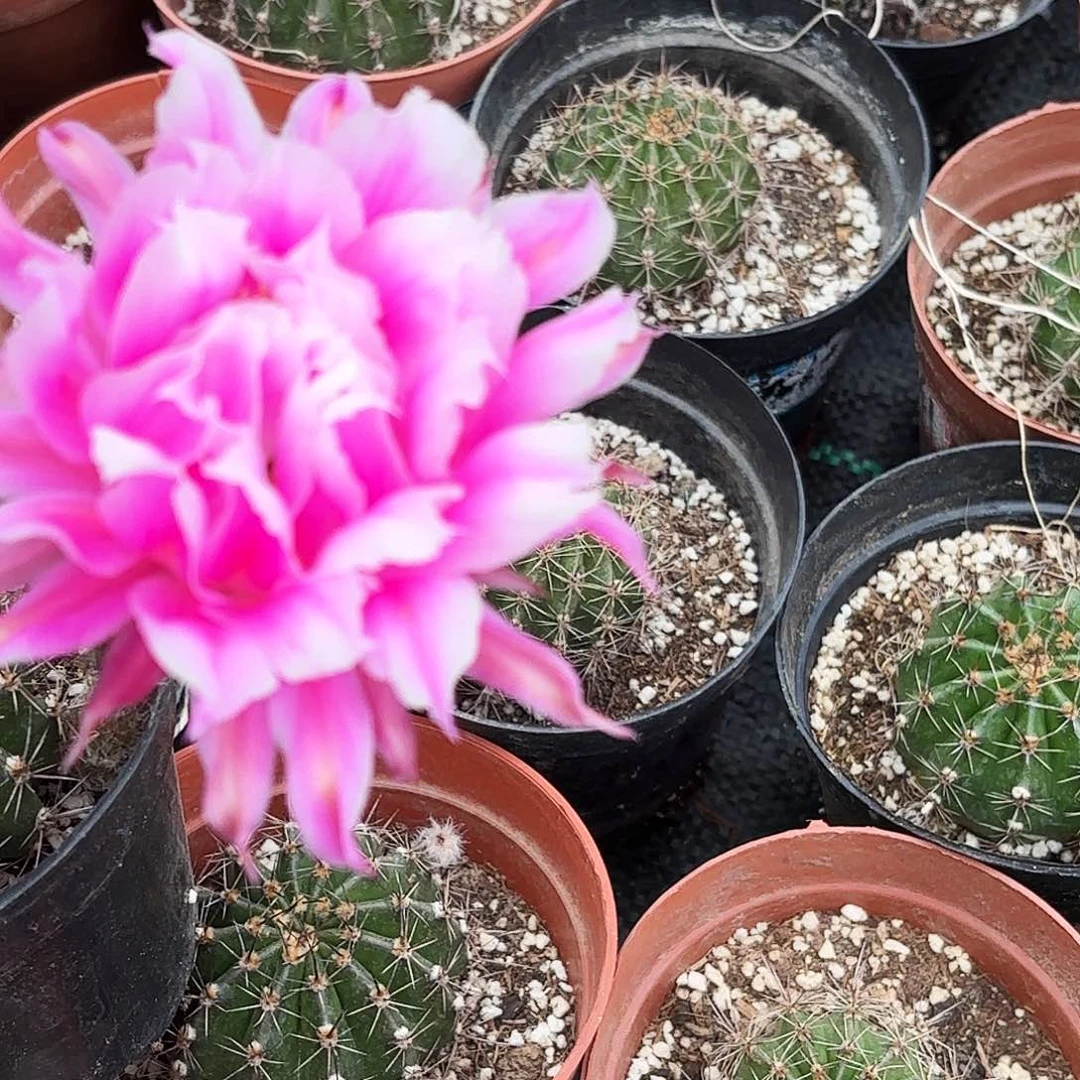 带根烟花瑕疵带根瑕疵