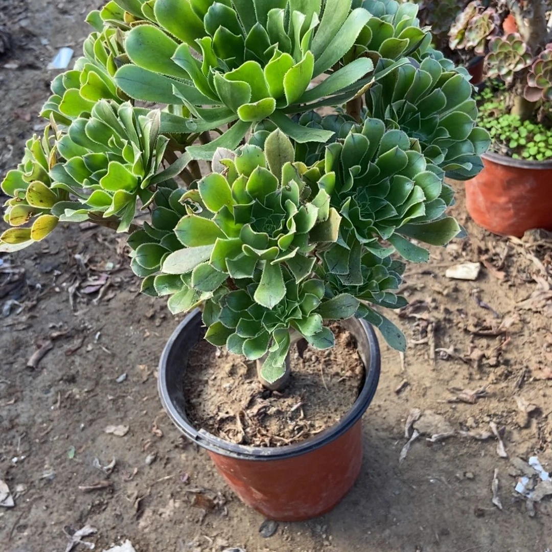 无花朵9号链接原始绿法师