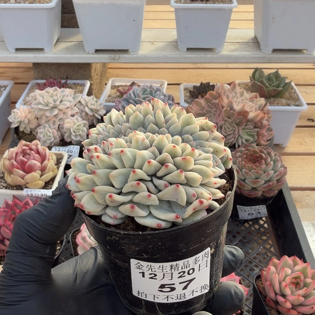 1220-57橙梦露锦缀