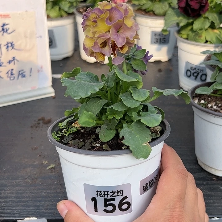 少量花朵（建议范围：2朵-5朵 或40%以下）156号