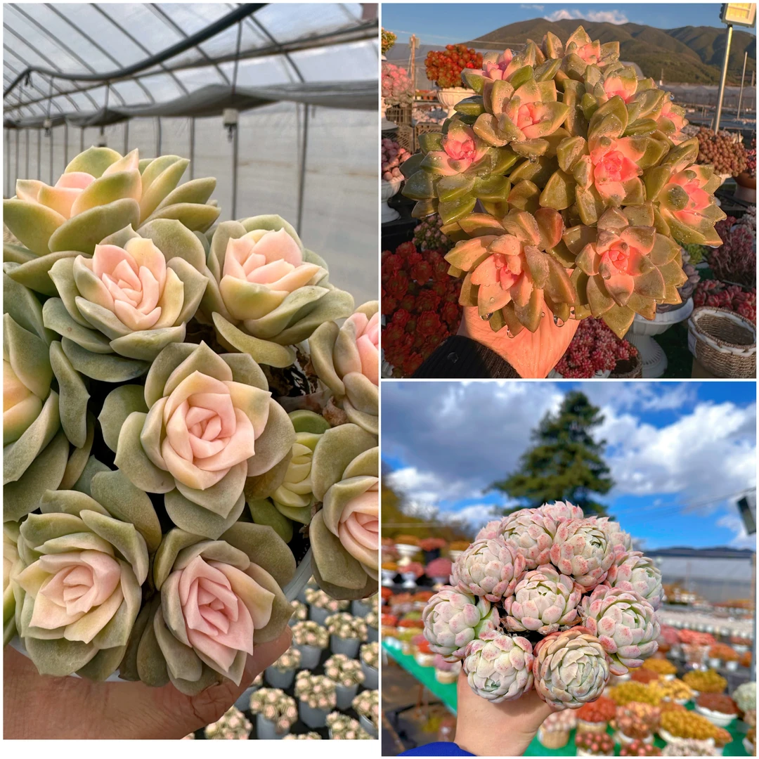 G戴安娜组合 女神必备 绿植 室内室外都能养