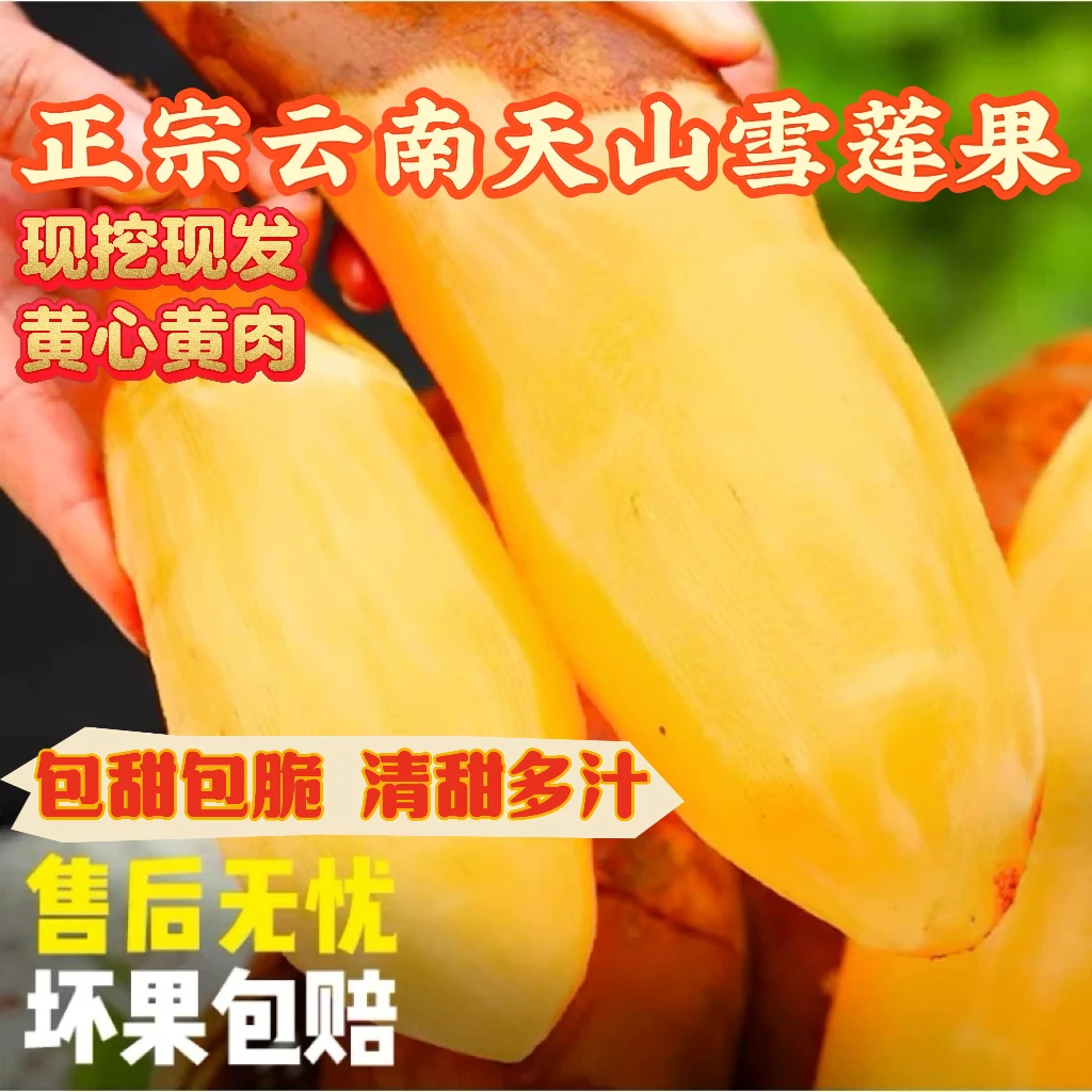 云南天山雪莲果新鲜应季黄心水果现挖现发清甜脆爽多汁