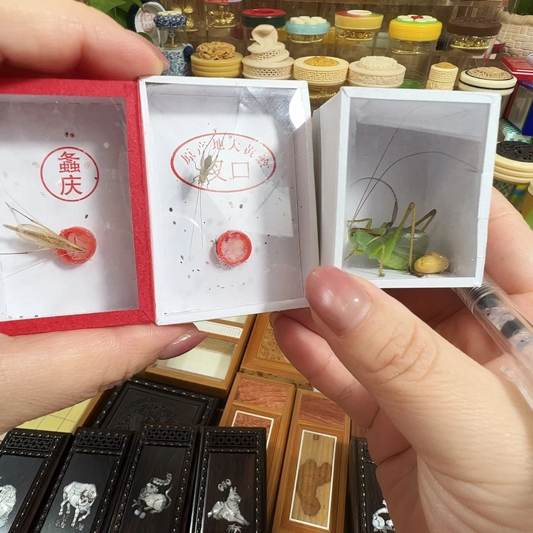 p****扎嘴➕柬埔寨竹蛉➕段须大黄