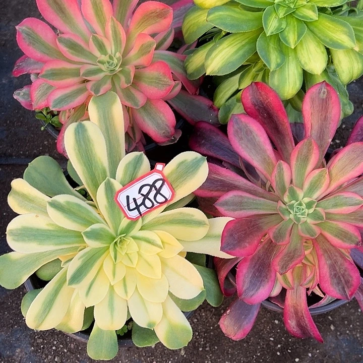 多肉植物488不售后