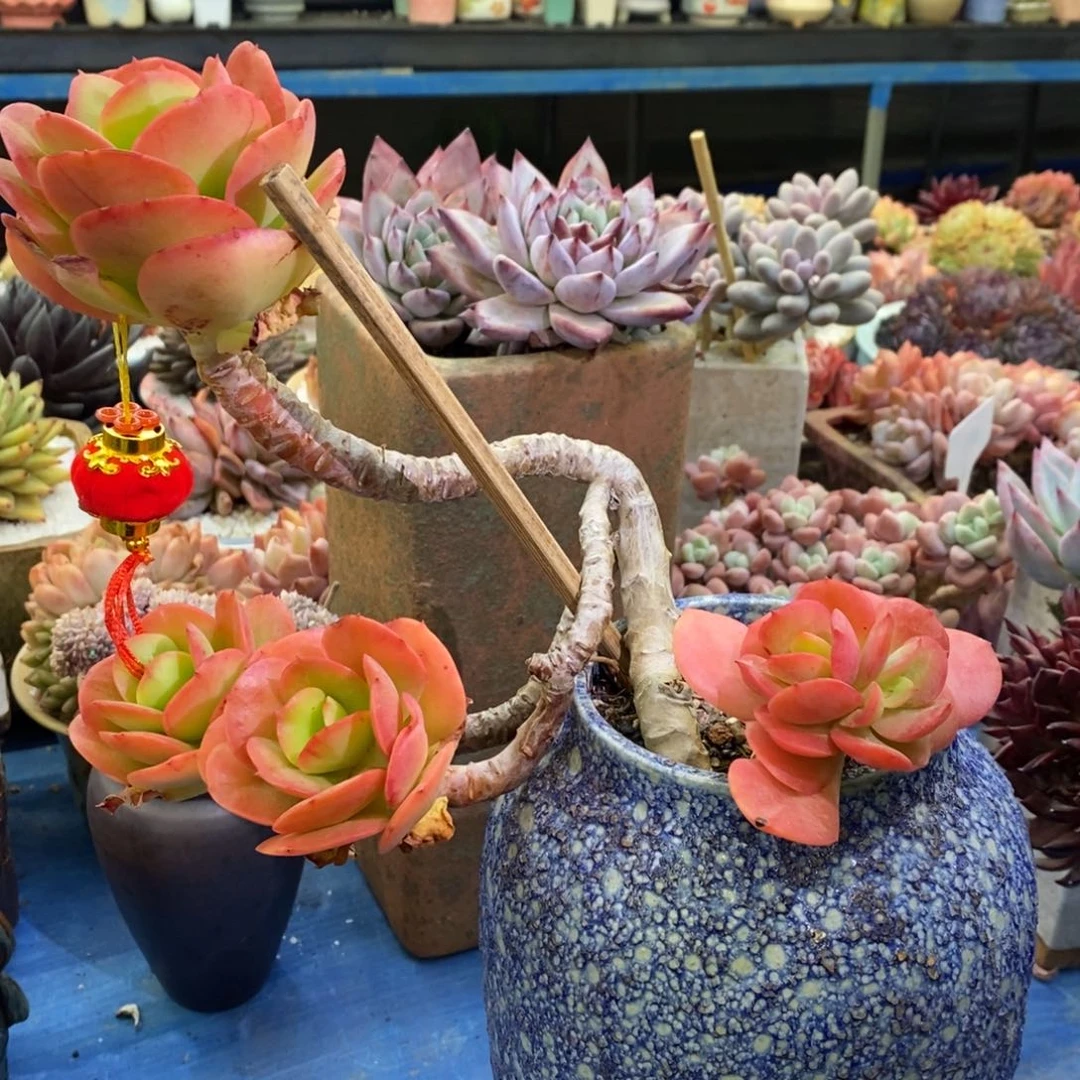 多肉植物盆栽多肉