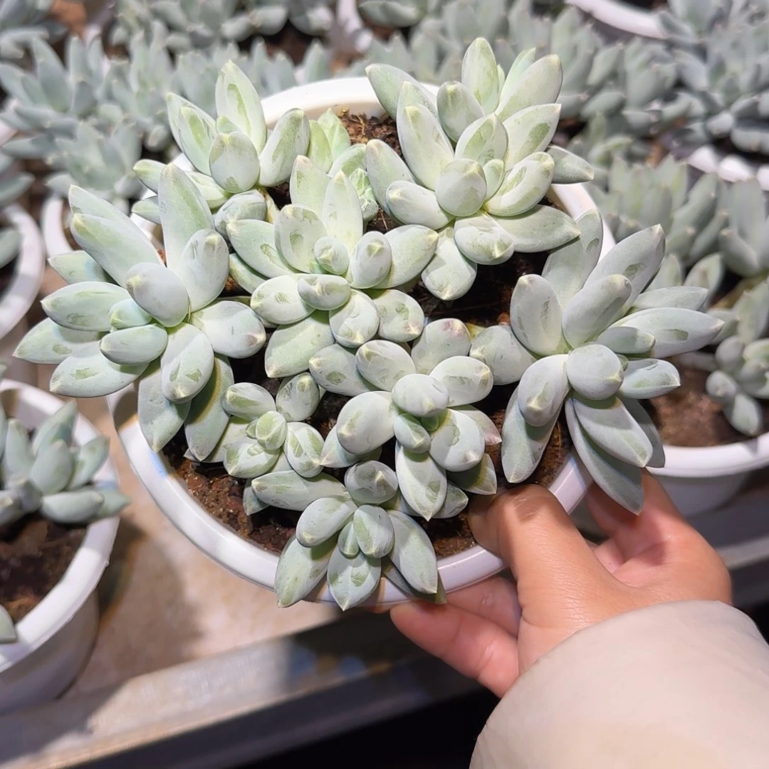 松果美人整无砍群生