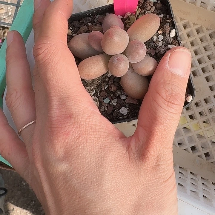 爱****卡xv z x h h g f 029