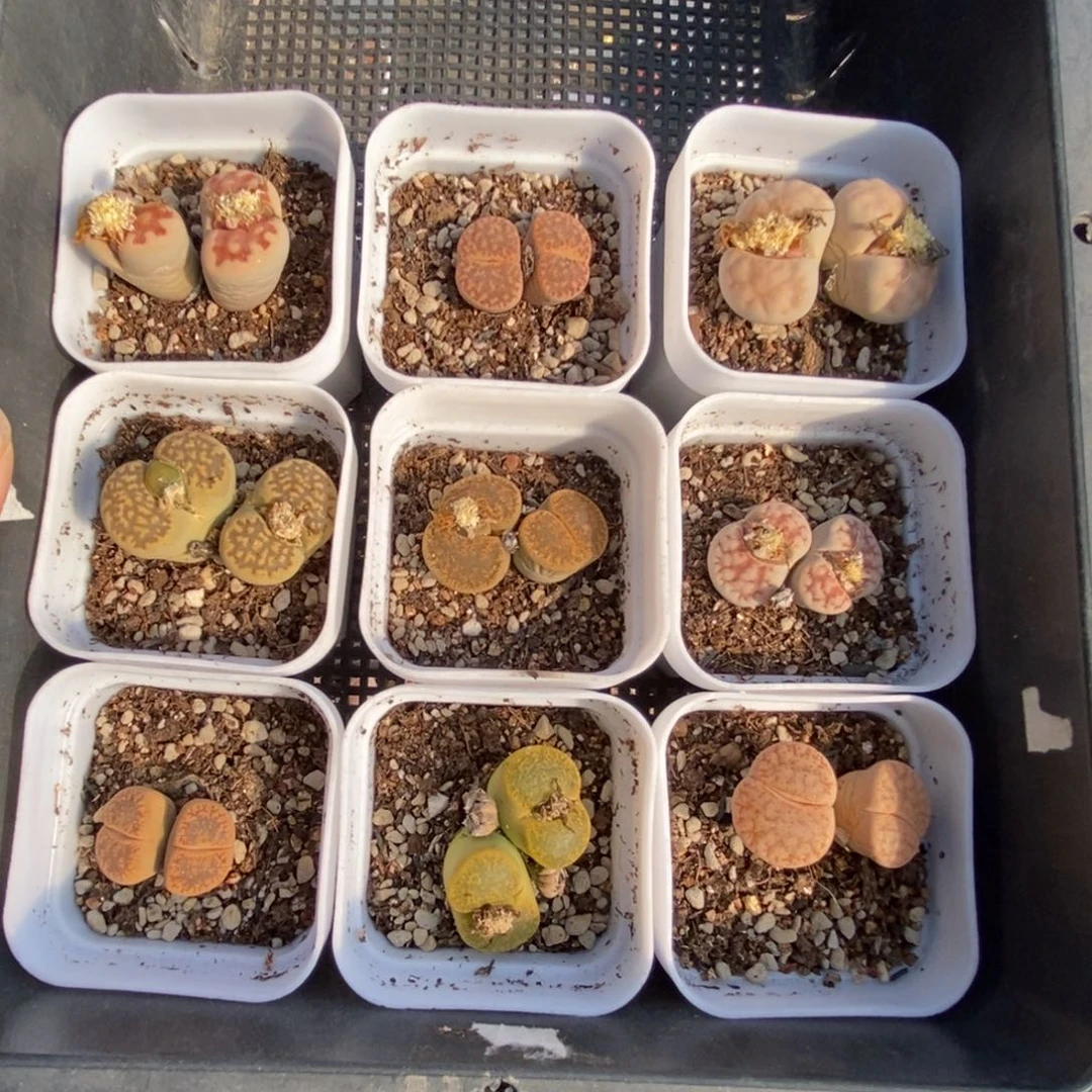 5987 九颗双头生石花