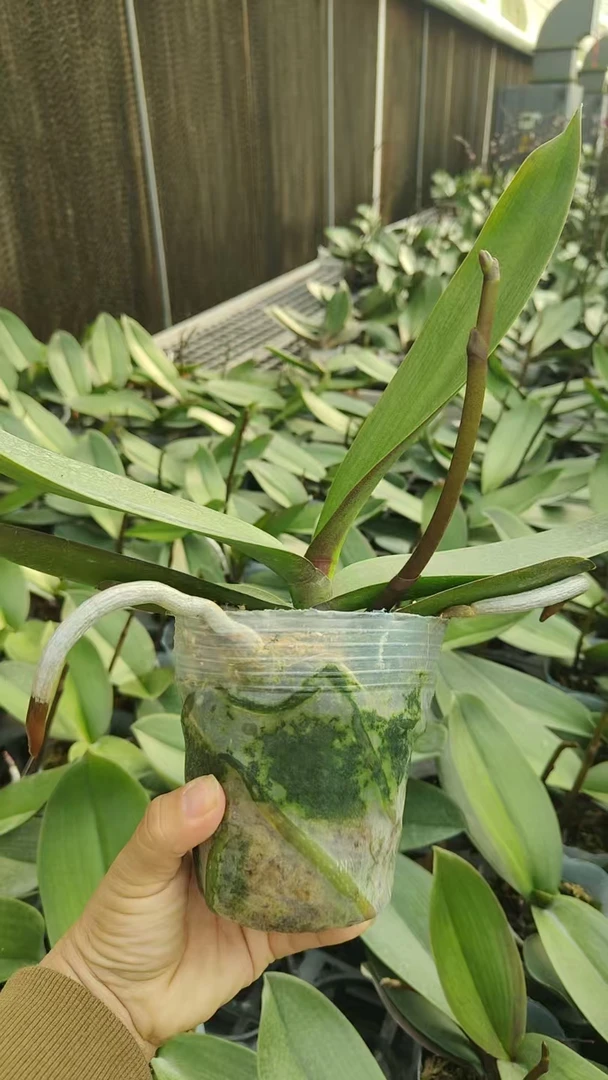 蝴蝶兰  【棉花糖】3.5寸杯 花剑苗