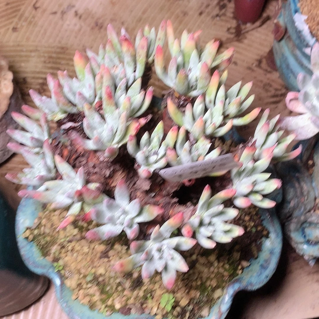 9375雪花仙女杯多肉