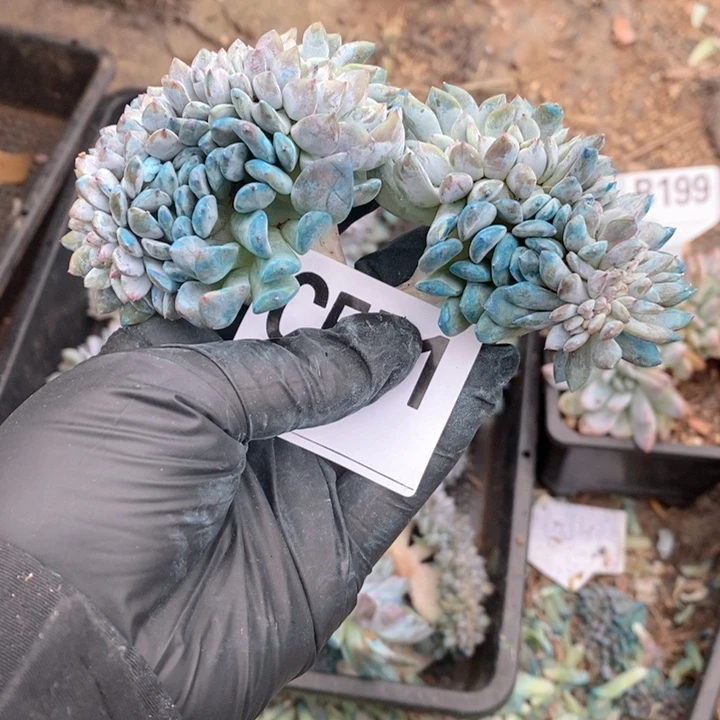 静***开571石榴子星影娃娃瑕疵