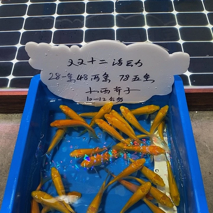 锦鲤小西血统赤目芥子