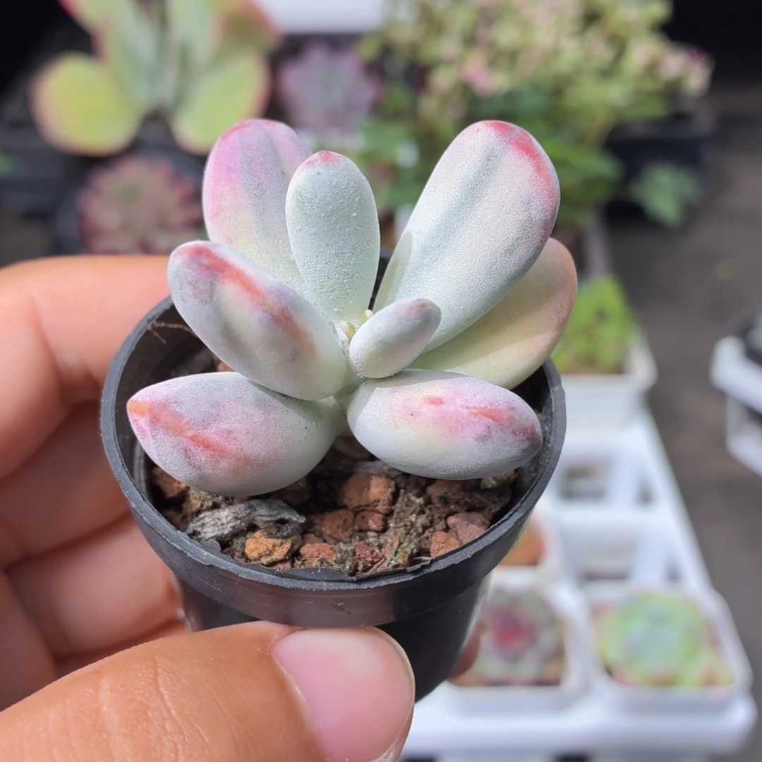 乒乓福娘锦多肉9.9包邮发货