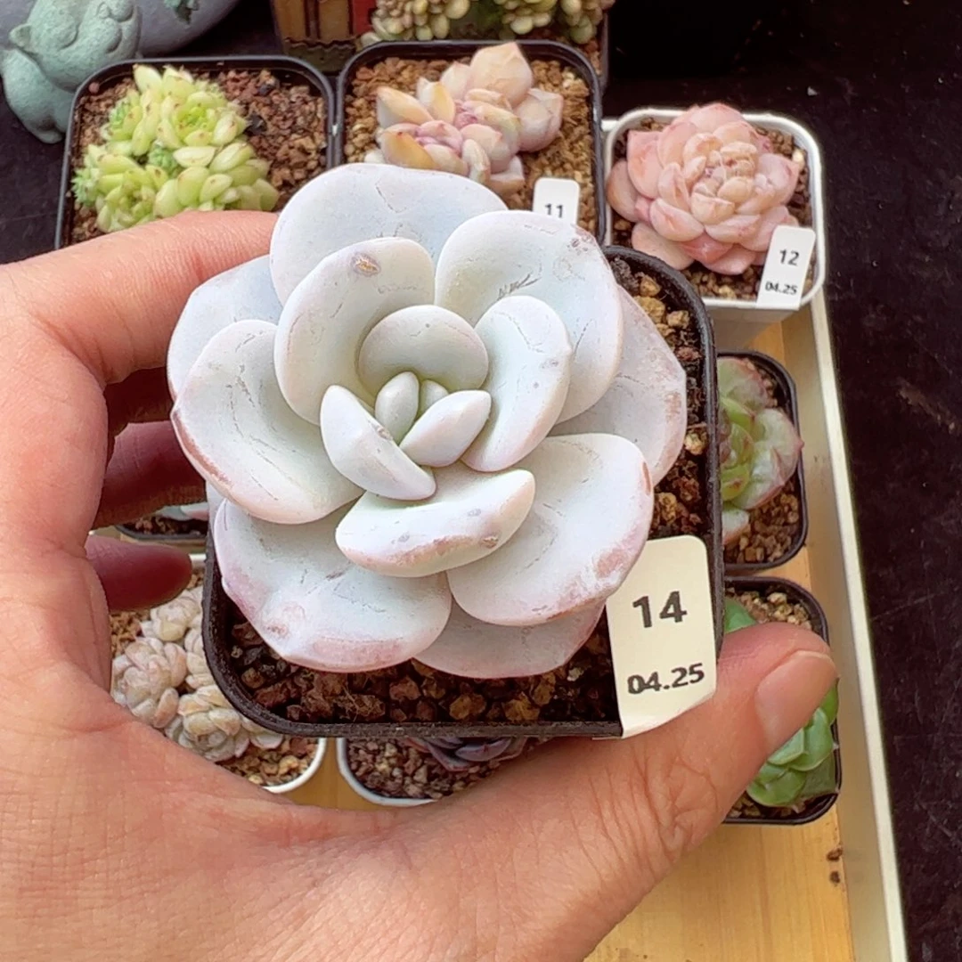 雪莲14、哈哈哈哈