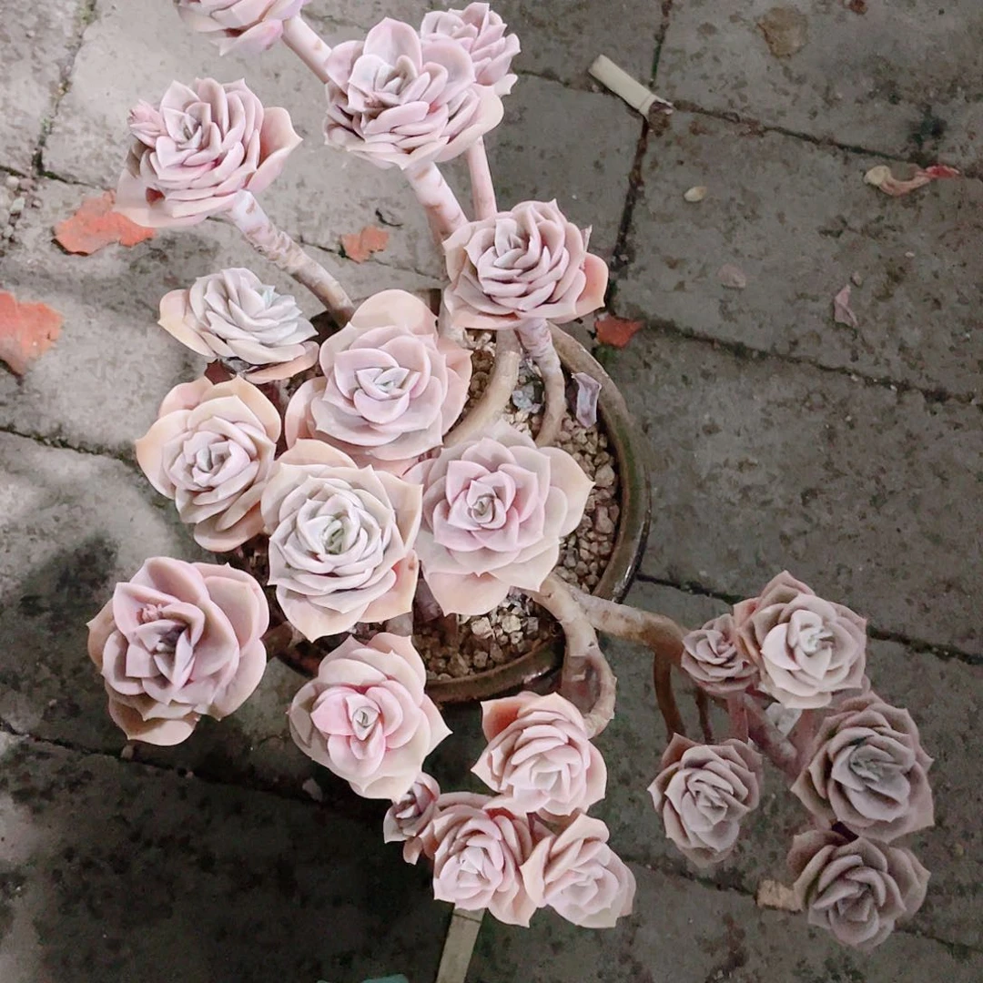 多肉植物多肉植物