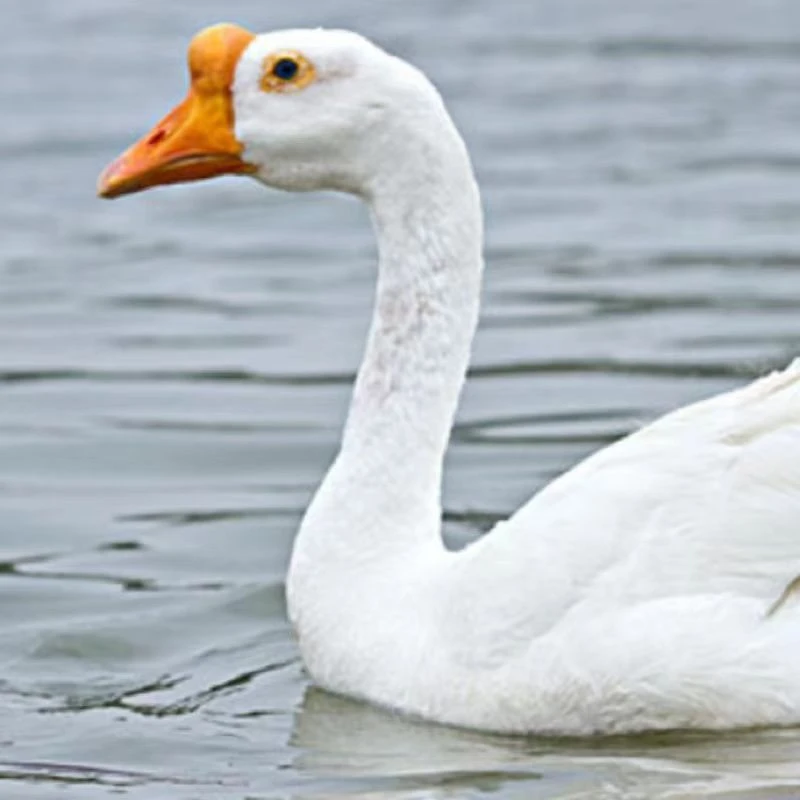 五龙豁眼鹅整只发货，已经开产，京东快递，山东菏泽发货，鹅肉发货