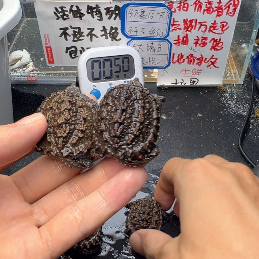 母小鳄龟我***嗨4只 不退不换