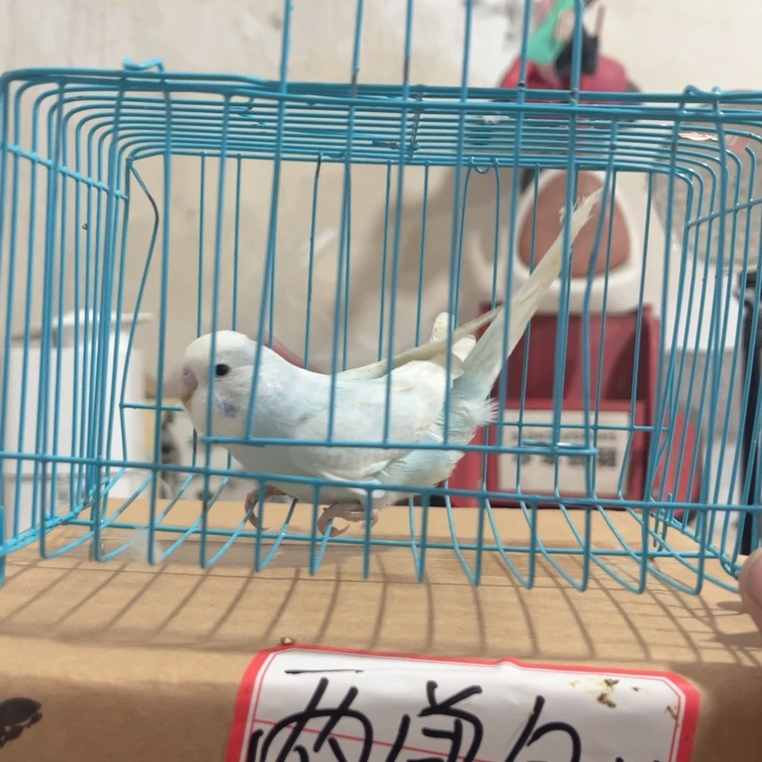 虎皮鹦鹉我的小姐姐