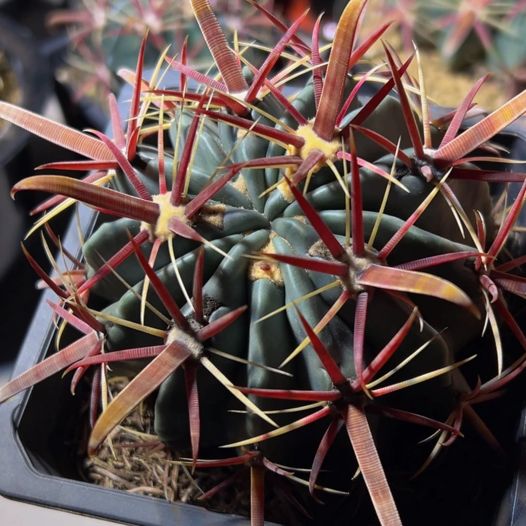 精品带盆土68福利