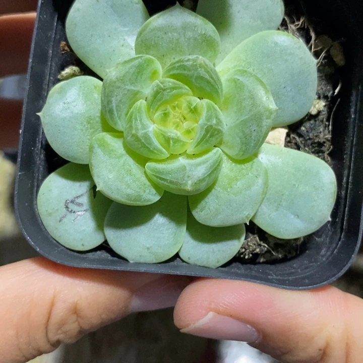 标签964大宁甜心一个多肉