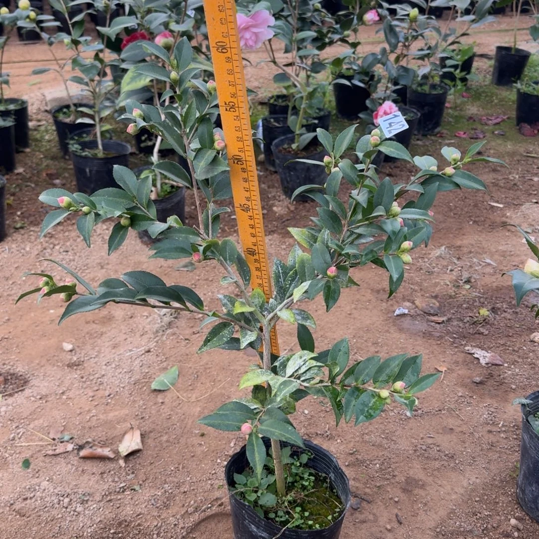 少量花朵（建议范围：2朵-5朵 或40%以下）142芙蓉香波