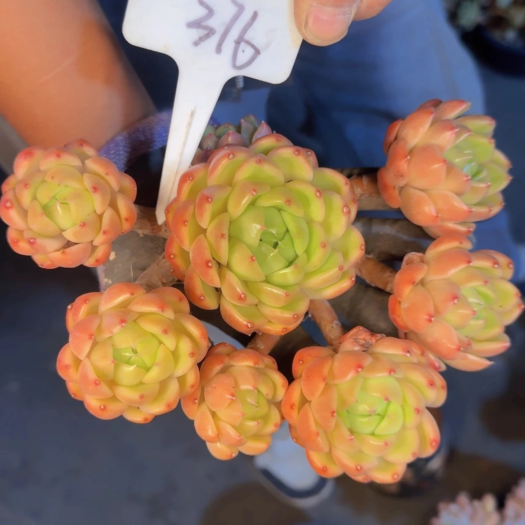****法多肉植物的生长发育
