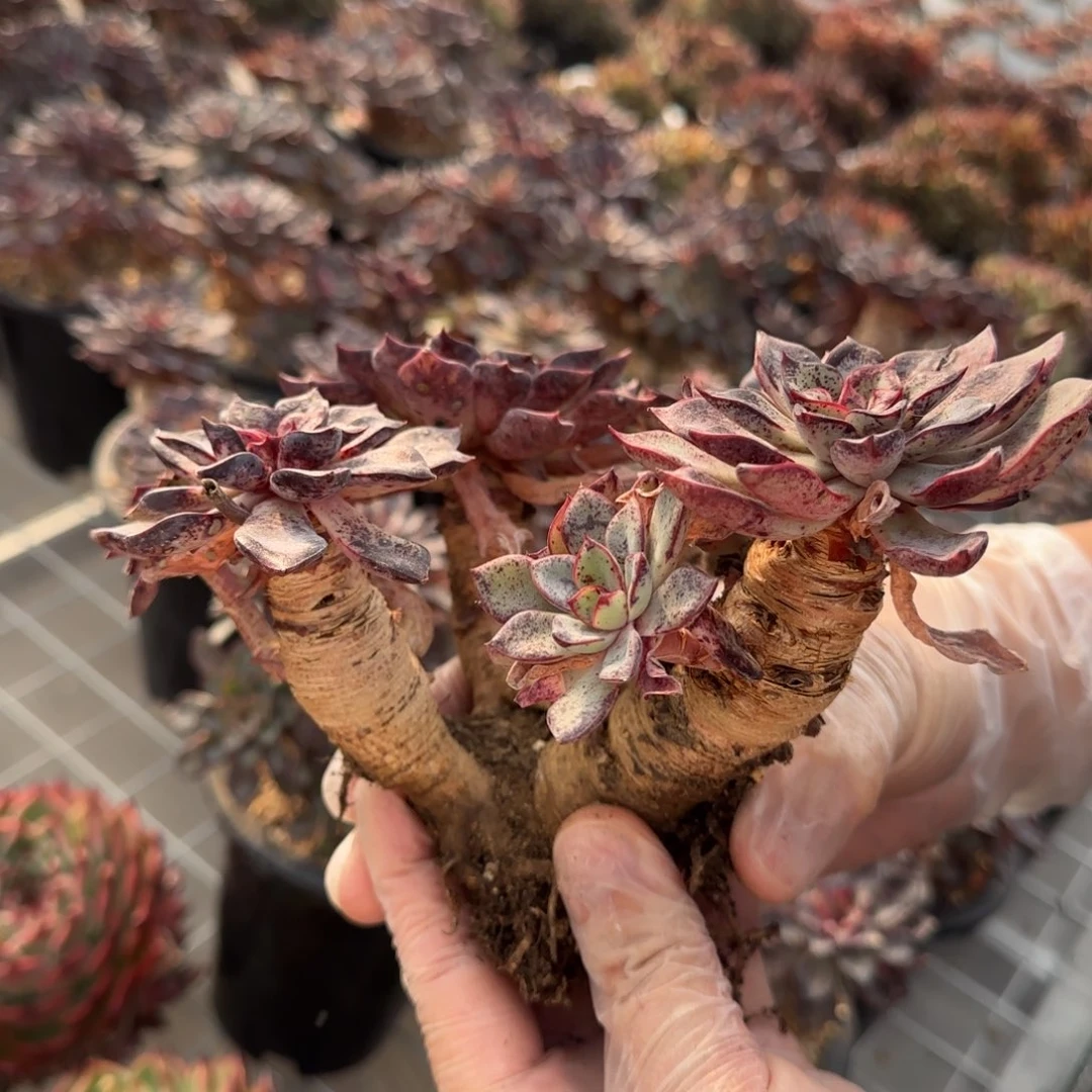 从前慢花园精选里加