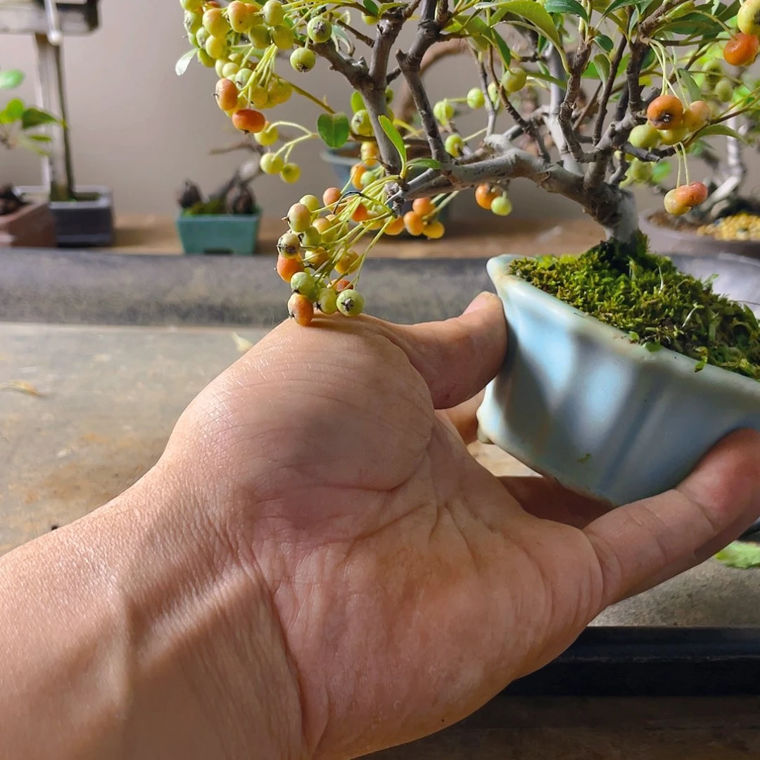 俗***雅无花朵火棘花开富贵吉祥