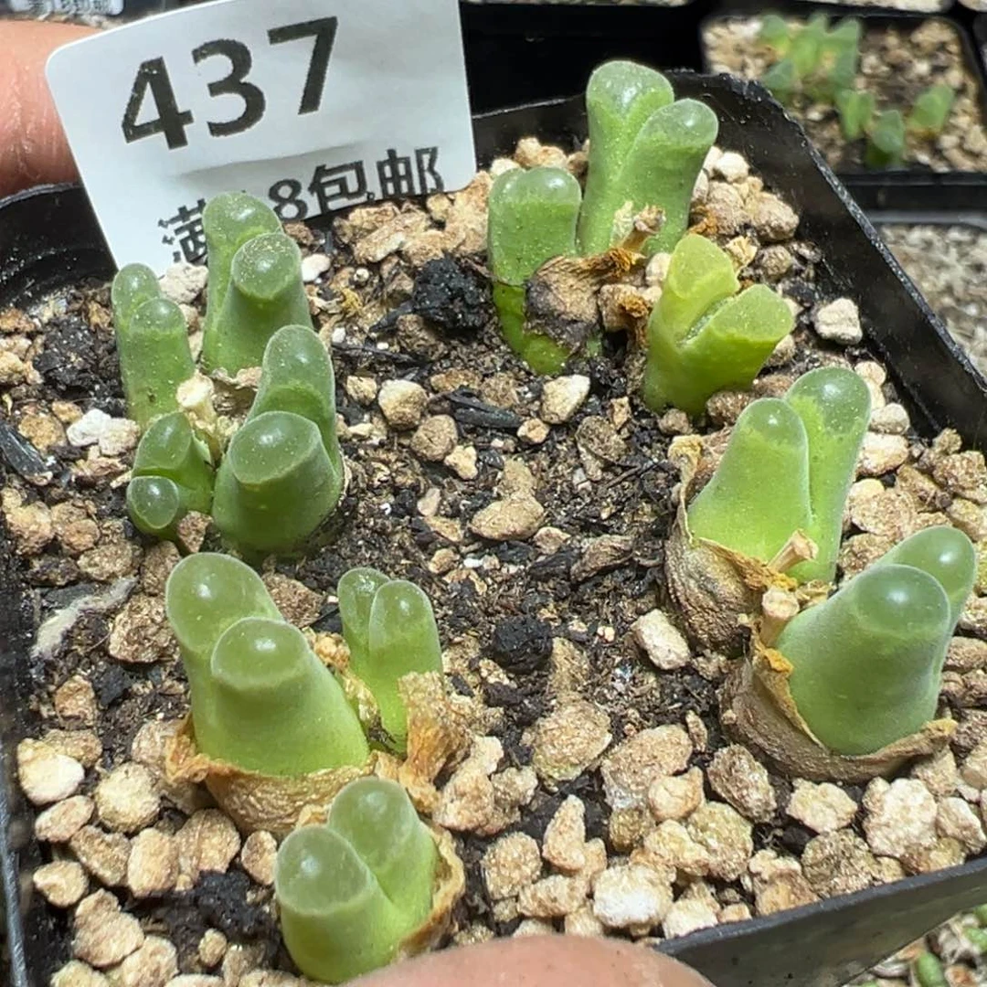 【闪购商品】 437。