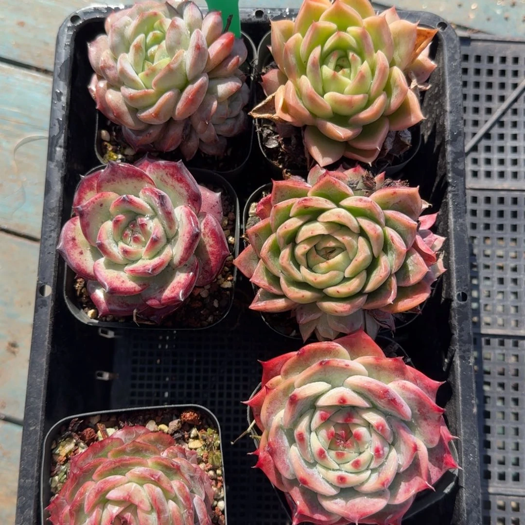 从前慢花园多肉编号1123.111