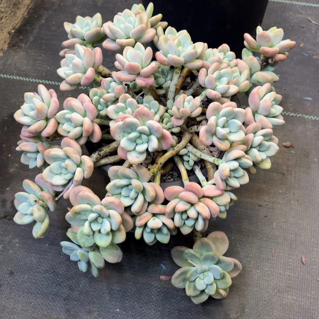 洛神福利脱土发货