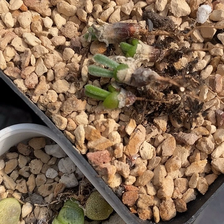 碧光环小兔子一颗。