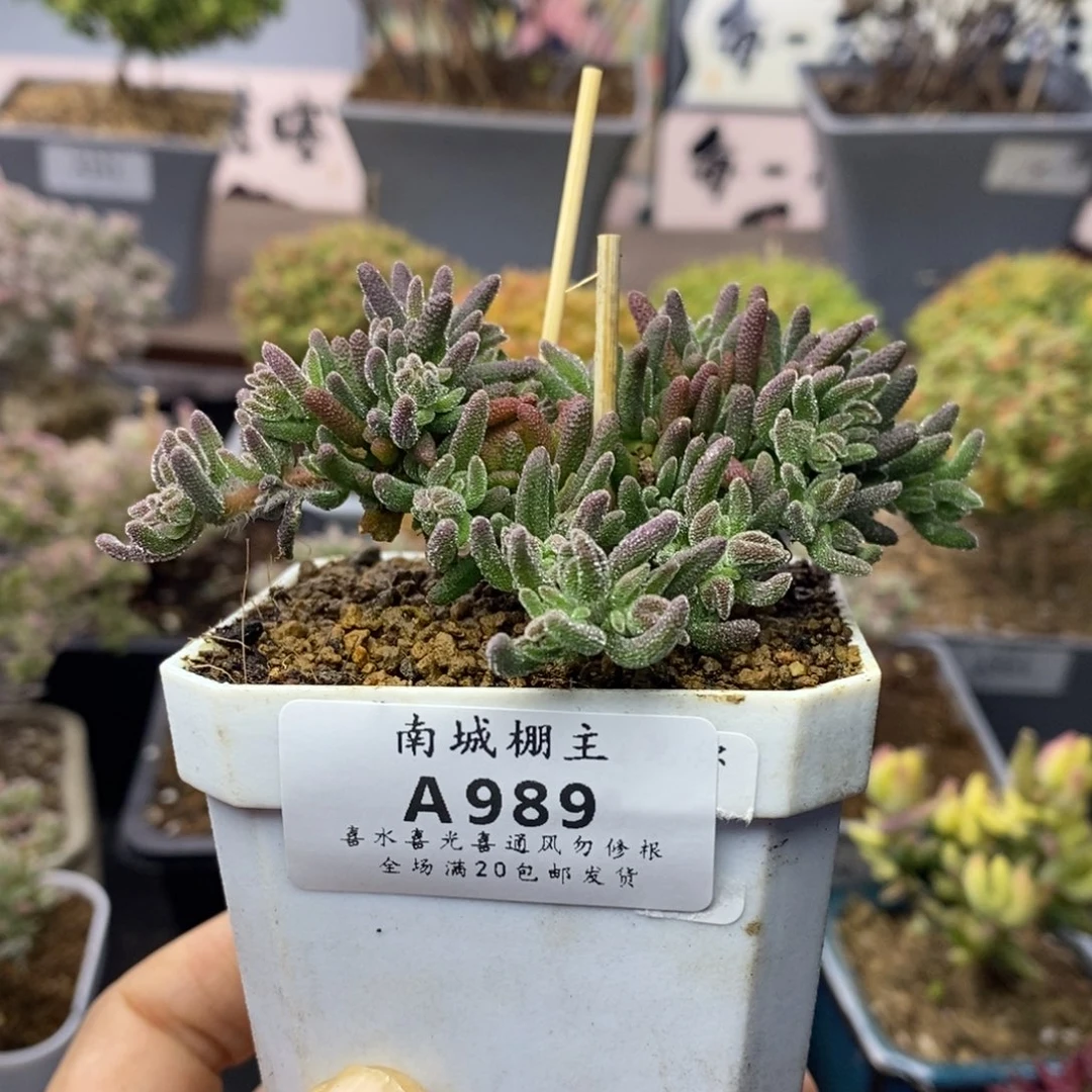 989狐尾枝干番杏