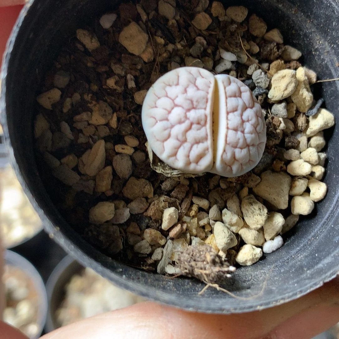 曦*G53多肉植物保护