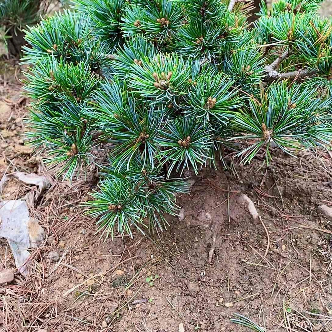 【闪购商品】无花朵