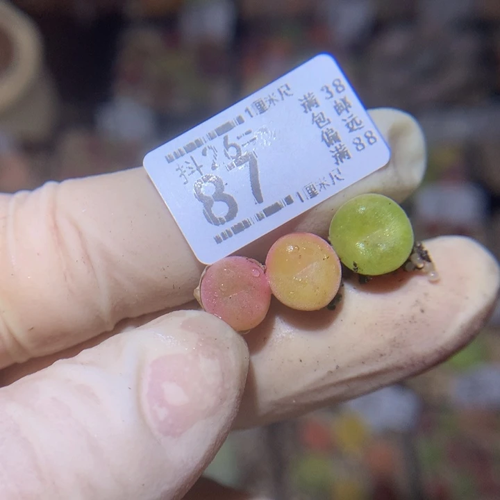 八*精品生石花26.87