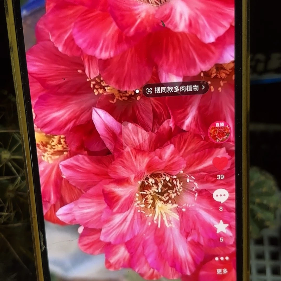 血线丽花侧牙20包邮仙人球34