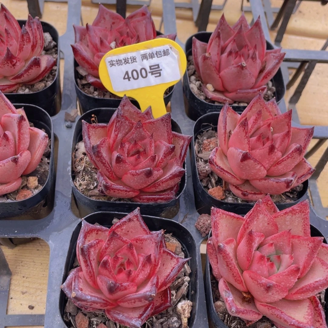 400号 罗密欧金牛座单头一个