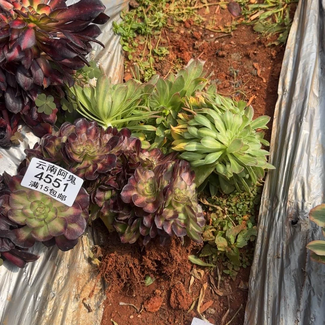 缀化组合4551多肉植物