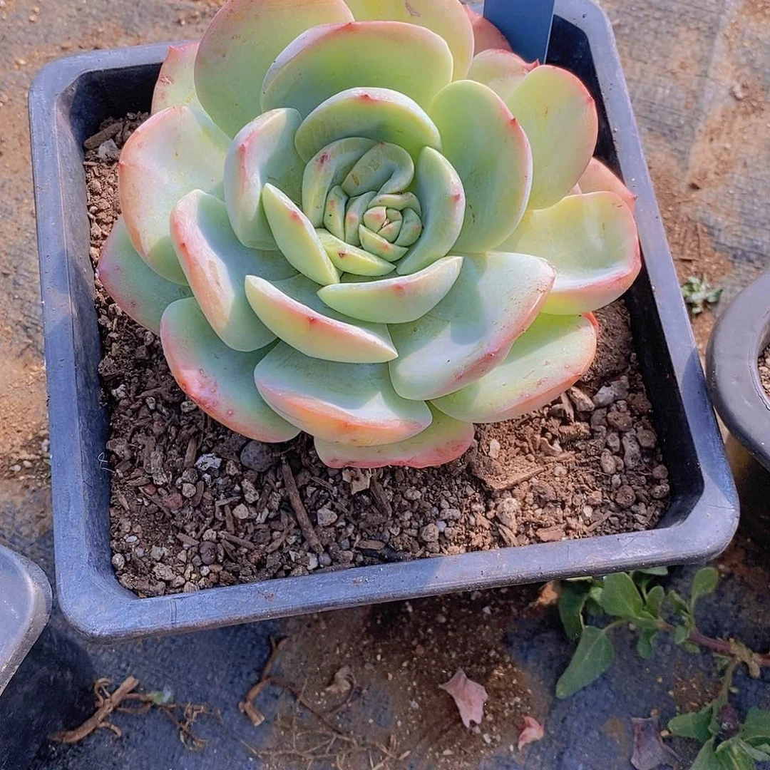 291多肉植物老桩