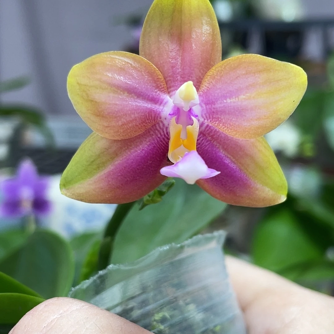 完全开放51叶瑕花期不保