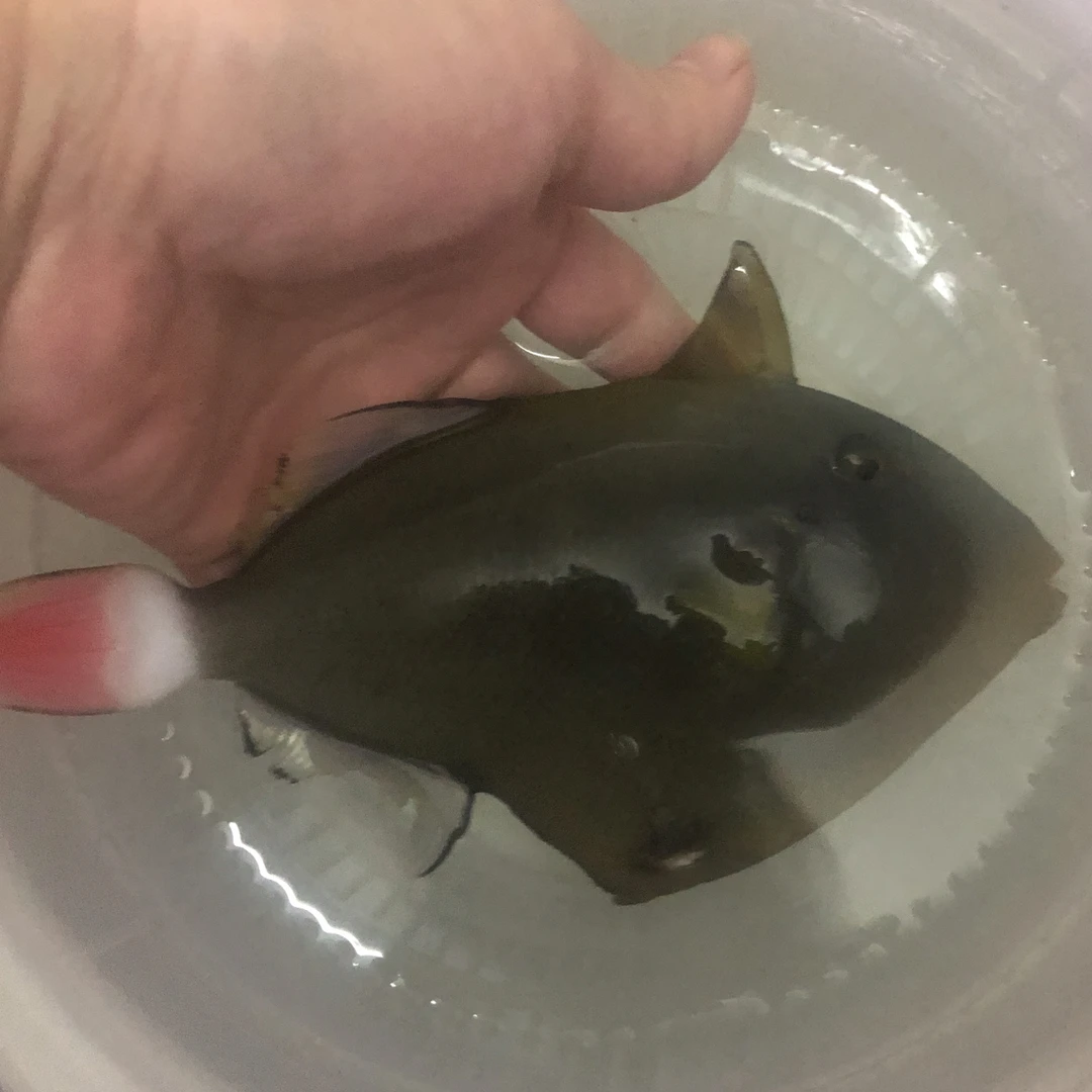 玻璃炮弹海水鱼观赏鱼宠物活体 顺丰空运发货