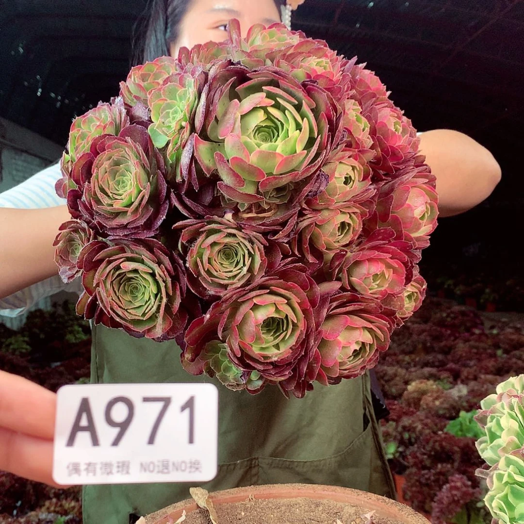 无花朵柒哥多肉法师不包侧断枝971 处理