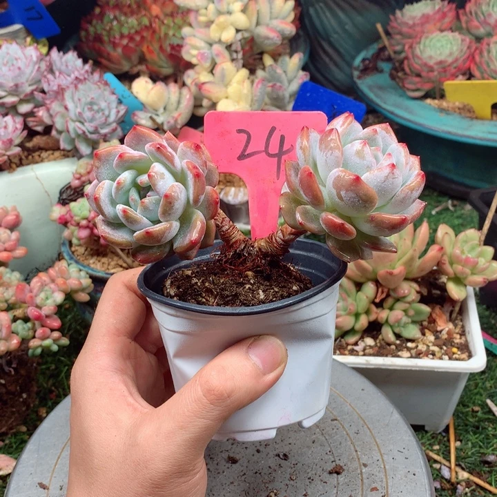 多肉植物一物一拍24