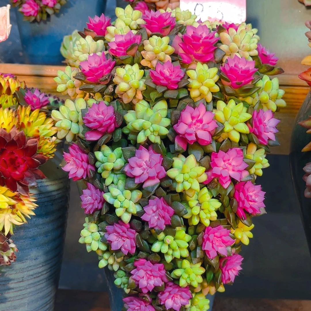 成品懒人彩色盆景